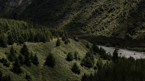 green tree covered hills