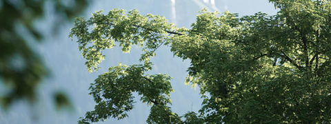 a shot looking up through the trees at the bright blue sky.