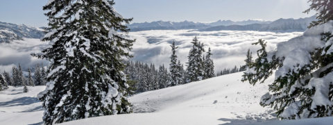 a landscape shot of a ski trail that overlooks the alps. The snow is fresh and poweder. There are evergreen trees scattered on the edges of the trail and their branches hold deposits of snow.