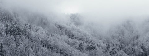 a landscpae shot of an expansive evergreen tree forest. The trees are covered in white snow and their is a thick cloud of fog rolling down the mountain covering the forest