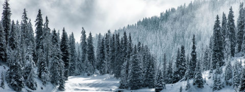 a landscape shot of the expansive evergreen tree forests that surround the Waldhaus Flims resort. The trees go out as far as the eye can see and the deep green needles are covered in a dusting of snow. The sky above is a deep gray with white fluffy clouds weaving between the trees.