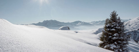 an landscape shot of a snow covered valley. There is a single evergreen tree dusted with snow. In the background is the ridge line of the snow covered swiss alps. The sun shines brightly in the pale blue sky.